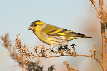 Siskin in autumn (Carduelis spinus)