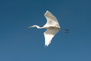great white egret in flight  / Egreta alba (Casmerodius albus)