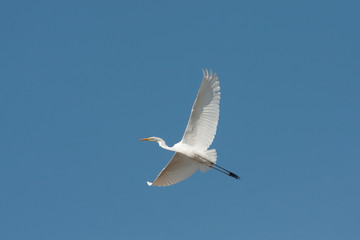 Great egret in flight