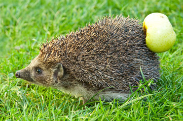 Hedgehog and apple