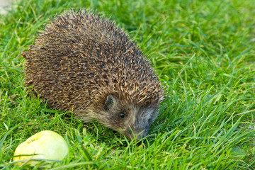 Hedgehog and apple