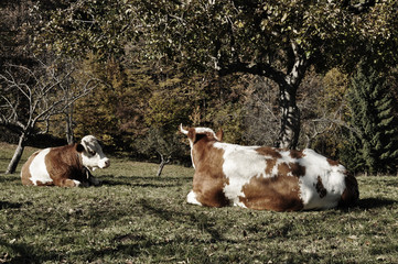 Cows on the farm - 27158074