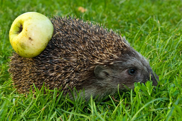 Hedgehog and apple