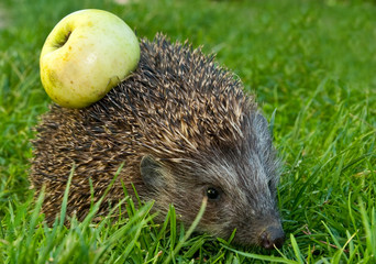 Hedgehog and apple
