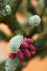 Detail of silver spruce