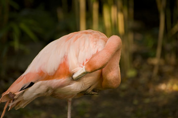 Fototapeta na wymiar Beautiful portrait of pink flamingo with vibrant colors