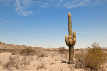 cactus in a desert landscape.