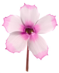 Pinc cyclamen flower