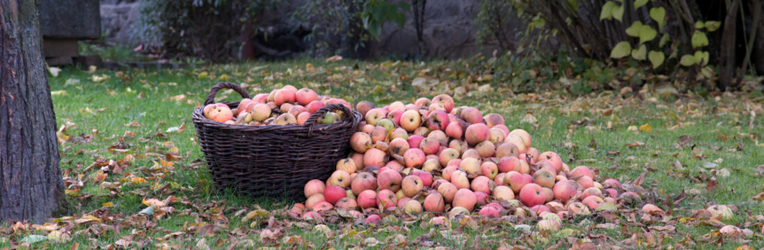 Korb mit Äpfel im Garten , Panorama