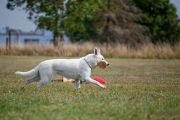 White Swiss Shepherd running with aport