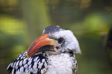 Beautiful portrait of red billed hornbill