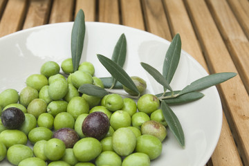 cueillette des olives