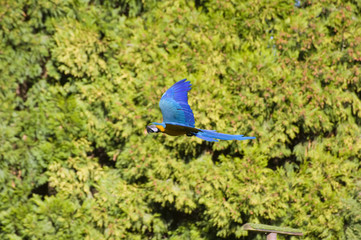Stunning image of green winged macaw in flight with vibrant wing