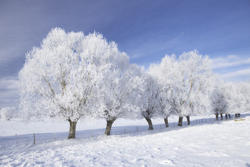 Trees in frost