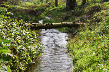 ruscello di campagna