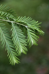 Urweltmammutbaum (Detail)