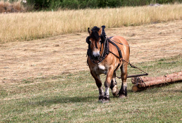 Ardenner Pferd beim Holzrücken