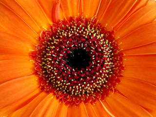 Orange Gerbera Flower Close Up