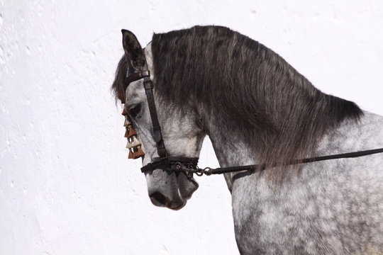 andalusisches pferd