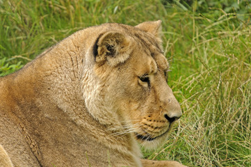 Lioness