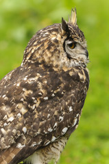 Mackinders Eagle Owl