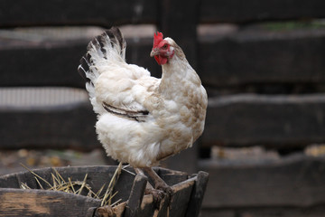 Weißes Huhn auf einem Strohwagen
