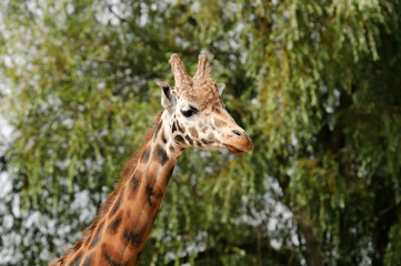 Giraffe