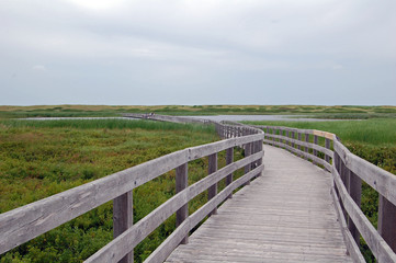 Fototapeta premium boardwalk to dunes