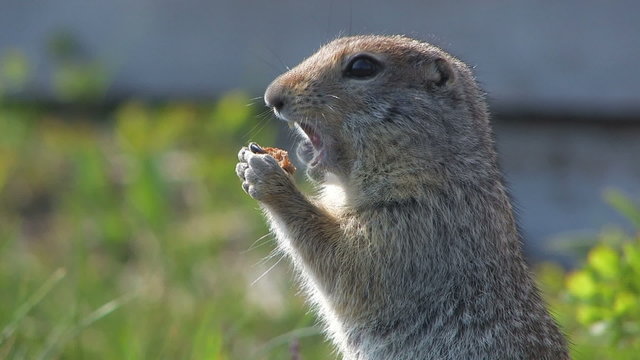 gopher