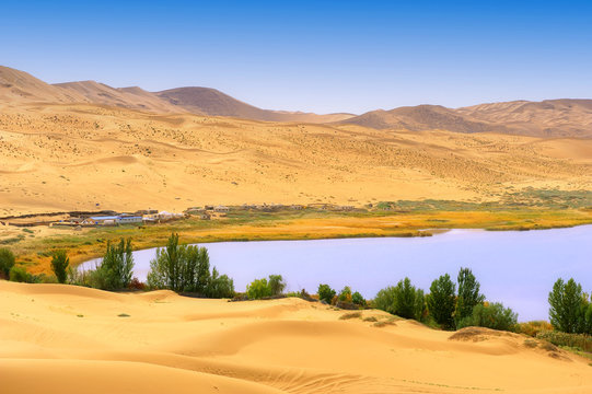 Dry plant in desert lake