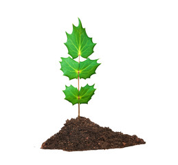 Tree seedling growing from soil