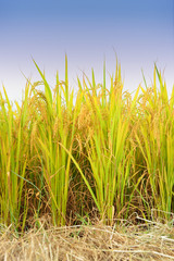 shot of rice field and drops