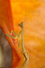 Rising flood, and there boat?