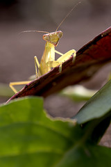 Close up very small Mantis