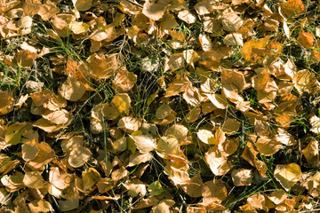 Fall leaves on the ground