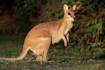 Agile Wallaby, Kakadu National Park, Australia