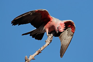 Galah Cockatoo, Kakadu National Park, Australia