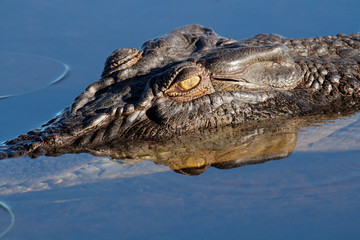 Naklejka premium Saltwater crocodile, Kakadu N/P, Australia