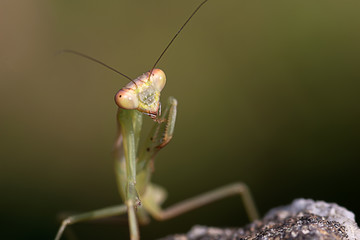 Close up very small Mantis
