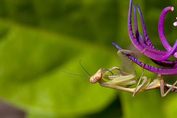 Closed up mantis for background or others purpose use