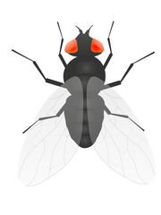 House Fly isolated on white
