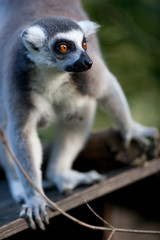 Lemur kata (Lemur catta)