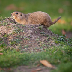 black tailed prairie dog