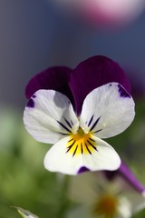 viola cornuta