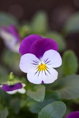 viola cornuta