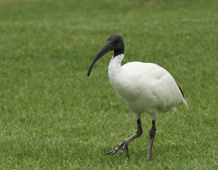 ibis blanc