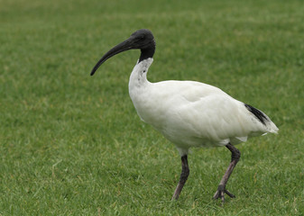 Obraz na płótnie Canvas ibis blanc