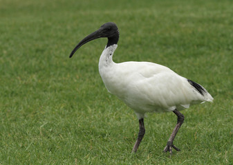 ibis blanc