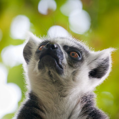 Lemur kata (Lemur catta)