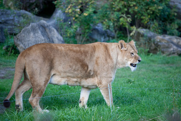Close-up portrait of a majestic lioness (Panthera Leo)